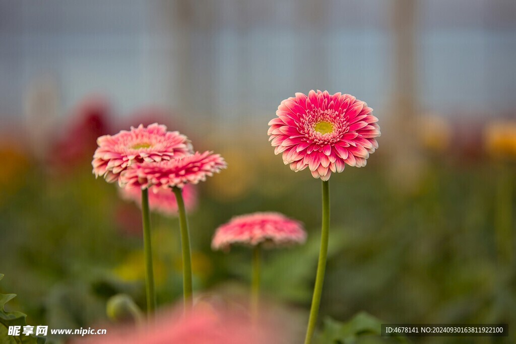 非洲菊鲜花