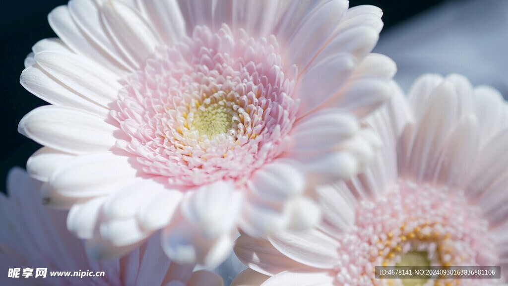 非洲菊鲜花