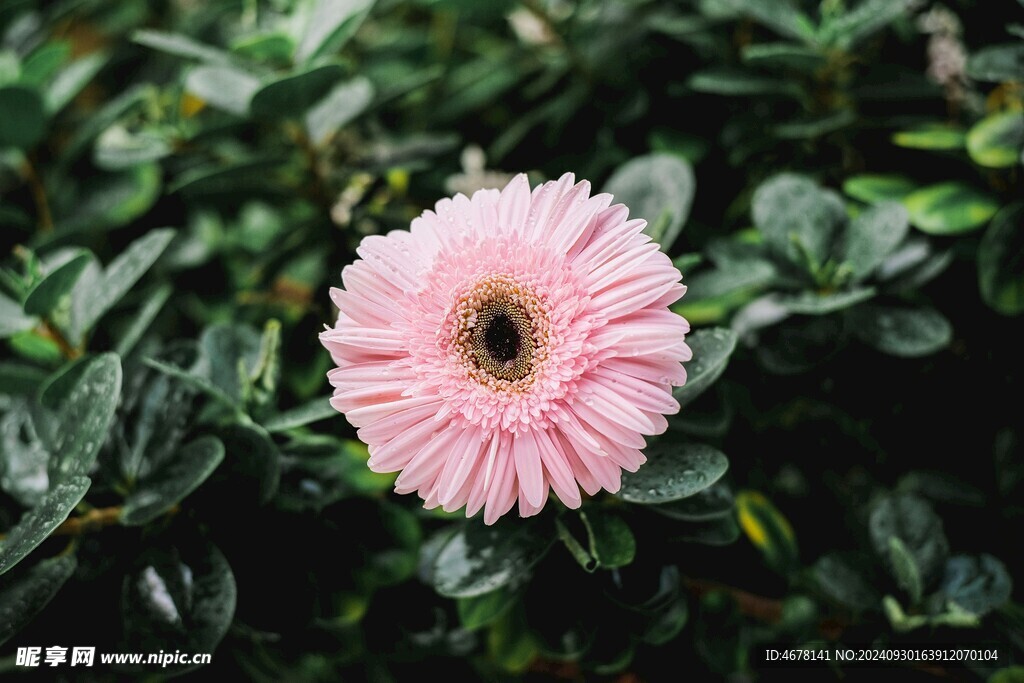 非洲菊鲜花