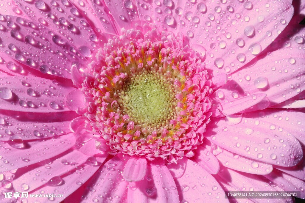非洲菊鲜花