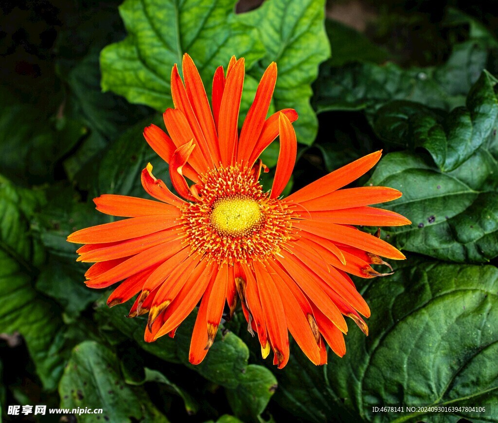 非洲菊鲜花