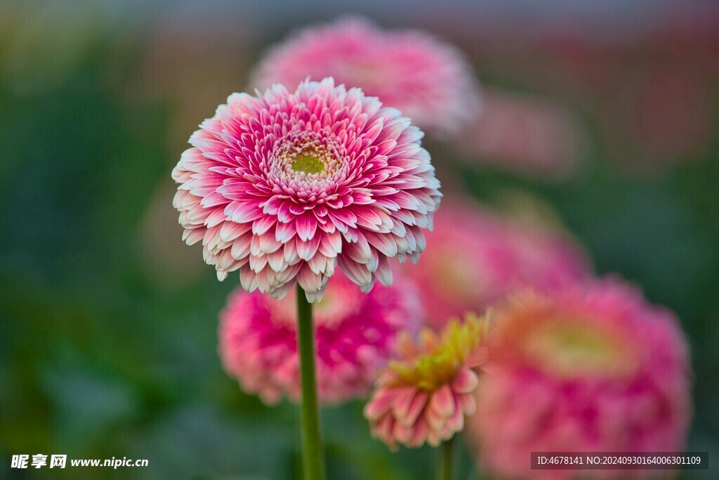 非洲菊鲜花