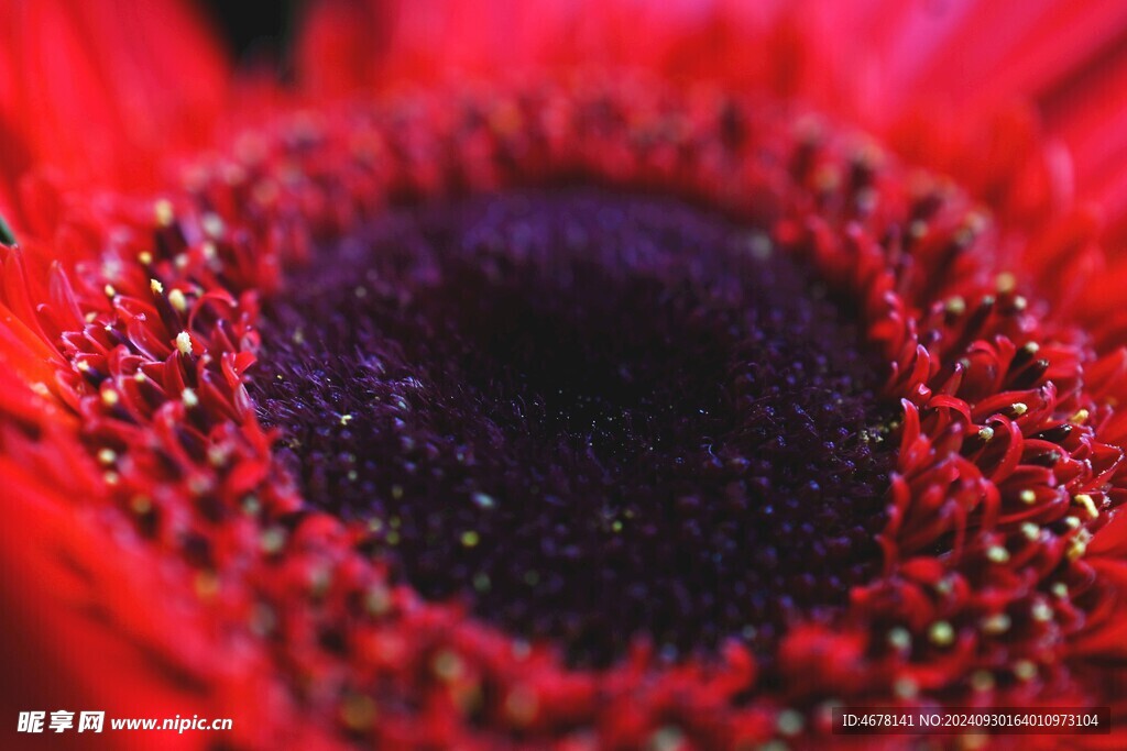 非洲菊鲜花