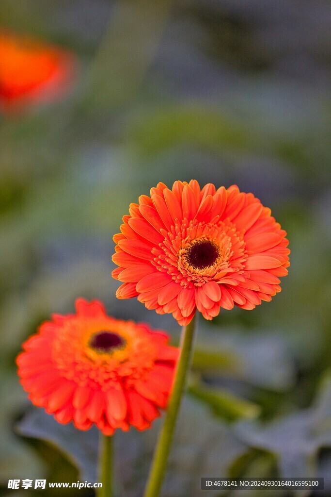 非洲菊鲜花