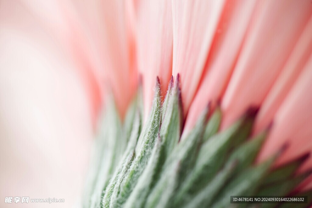 非洲菊鲜花