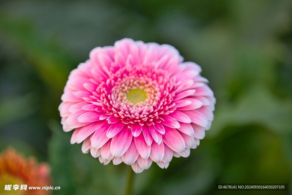 非洲菊鲜花