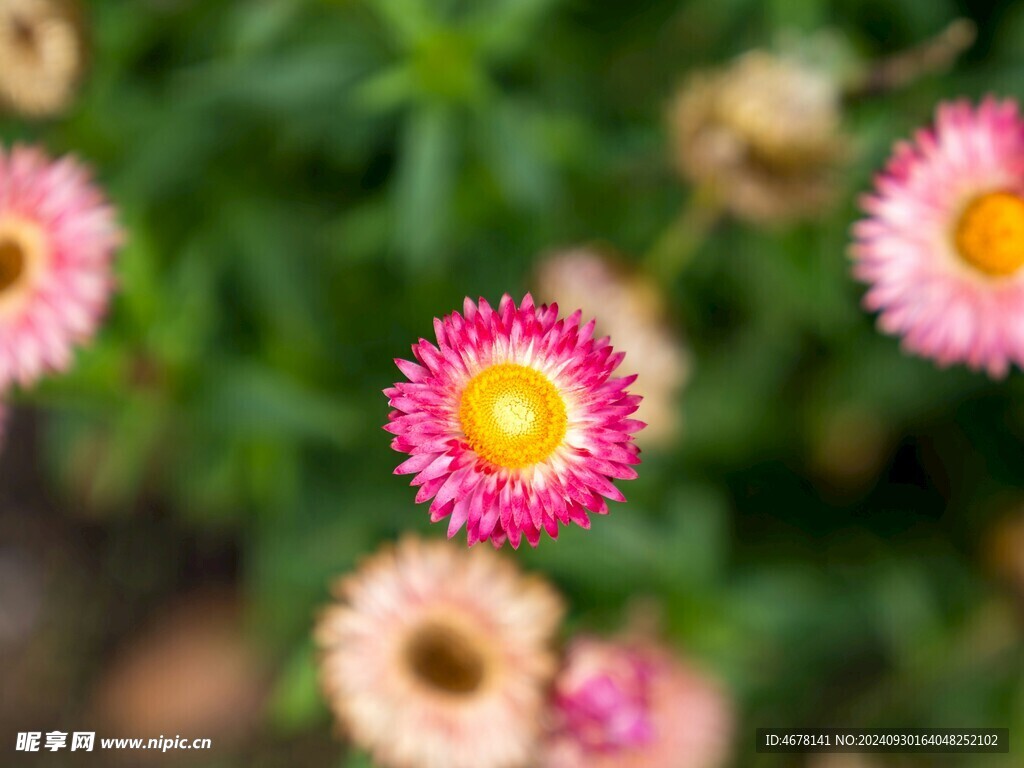 非洲菊鲜花