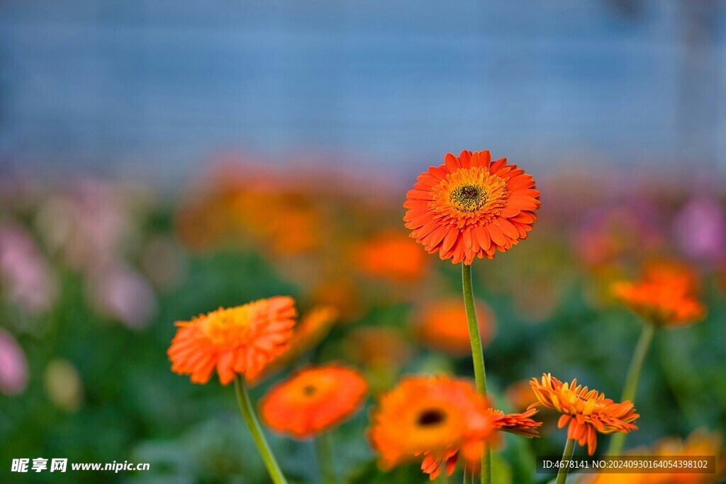 非洲菊鲜花