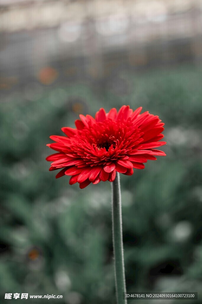 非洲菊鲜花