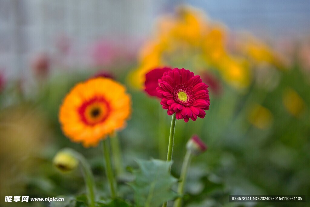 非洲菊鲜花