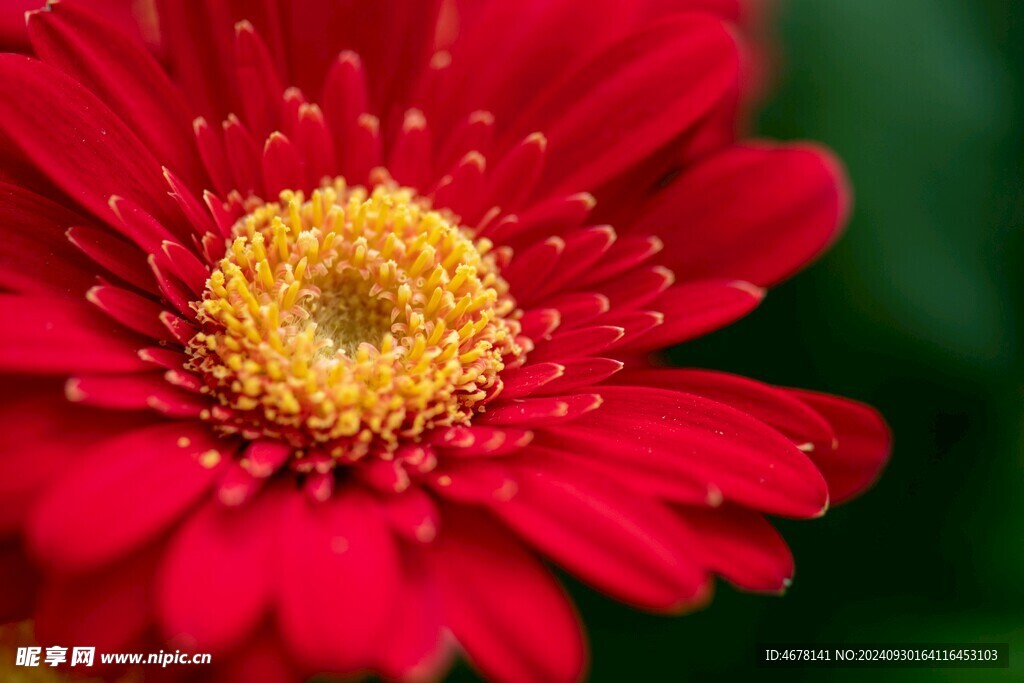 非洲菊鲜花