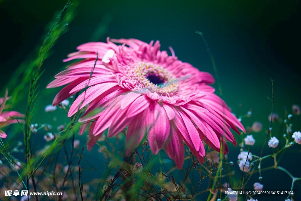 非洲菊鲜花