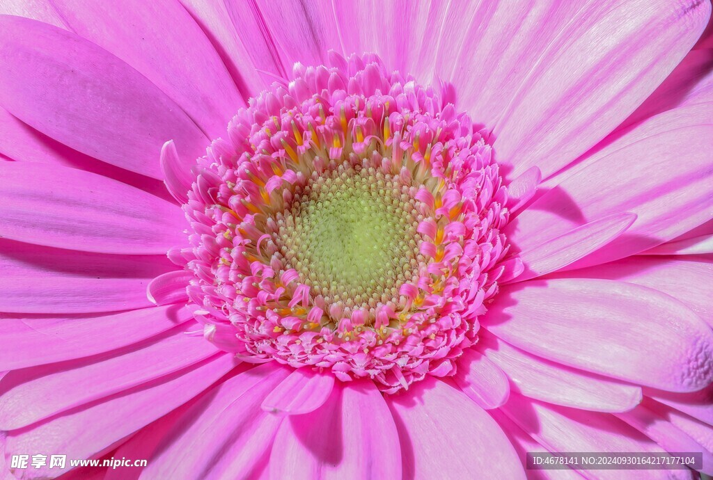 非洲菊鲜花