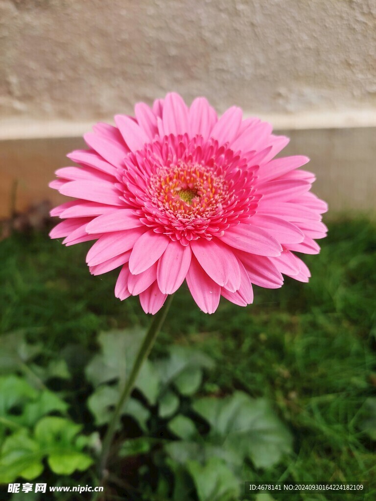 非洲菊鲜花