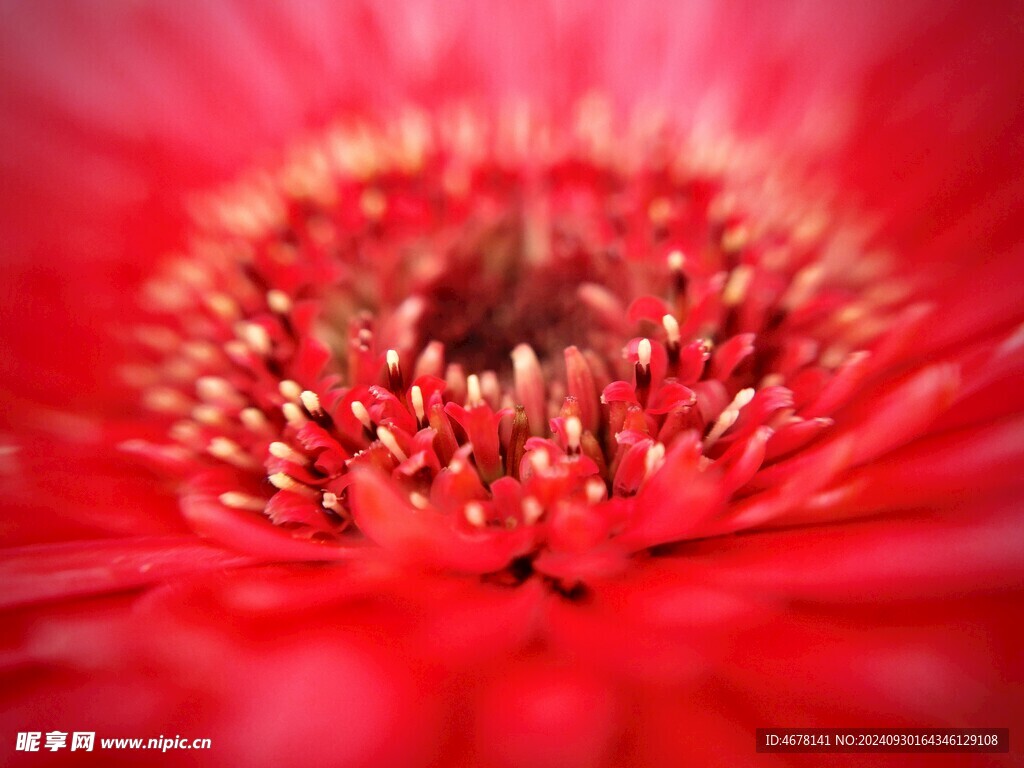 非洲菊鲜花