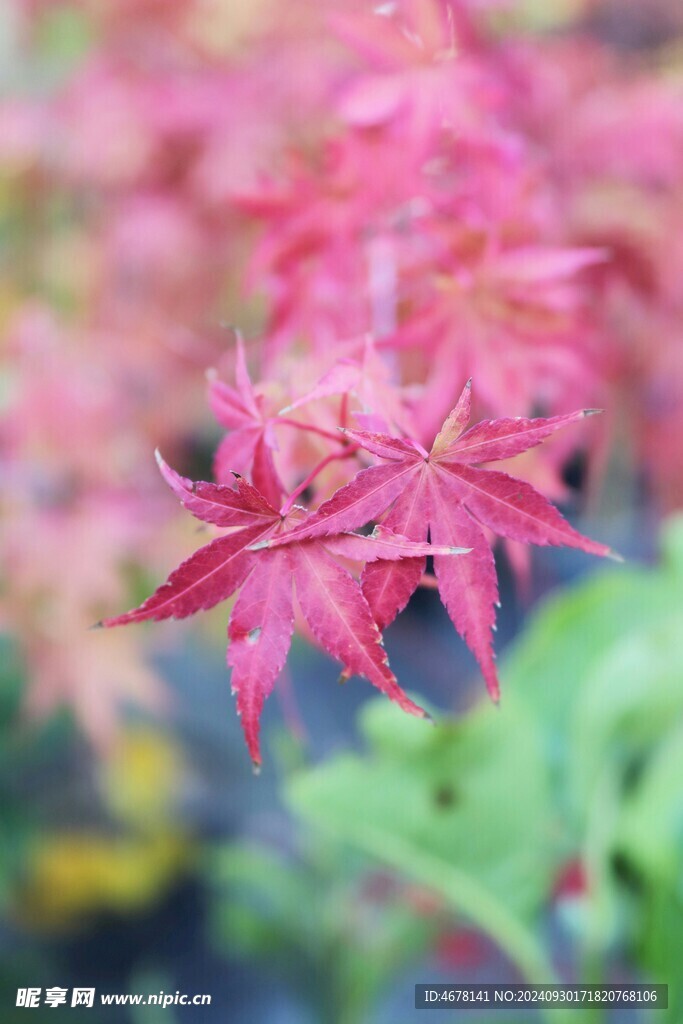 枫叶