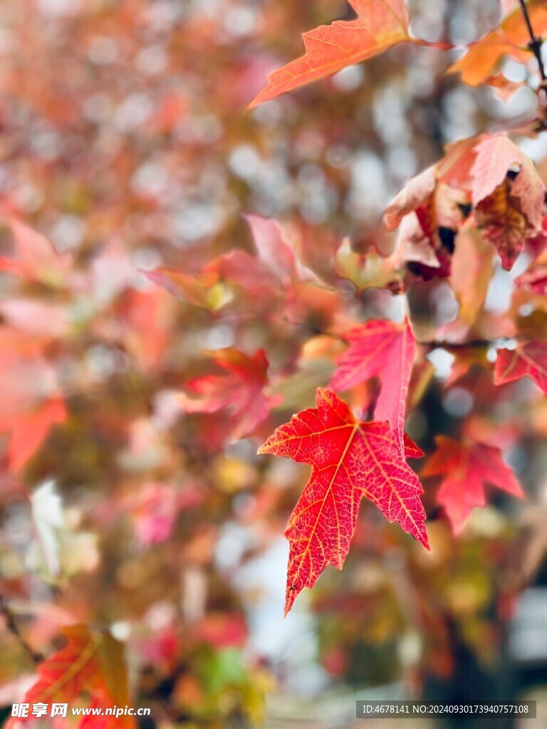 枫叶