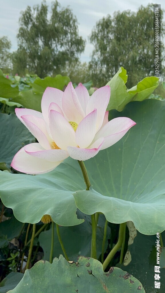 风景 荷花 淤泥而不染