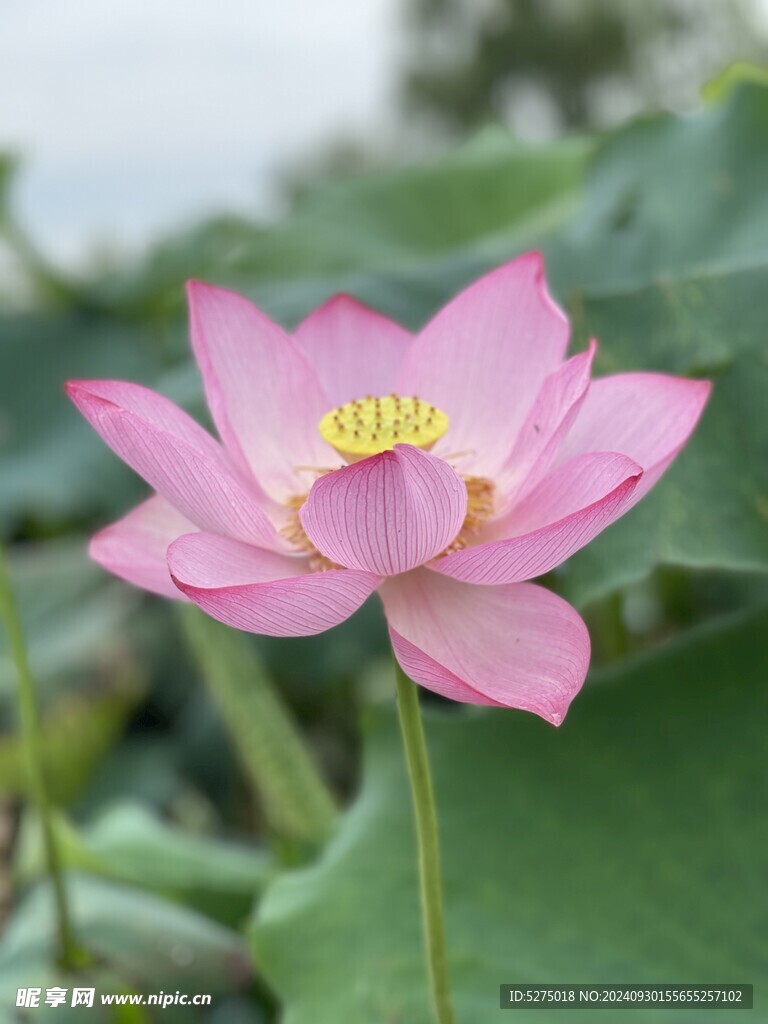 风景 荷花 淤泥而不染