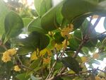 桂花