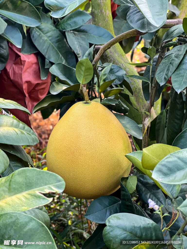 蜜柚
