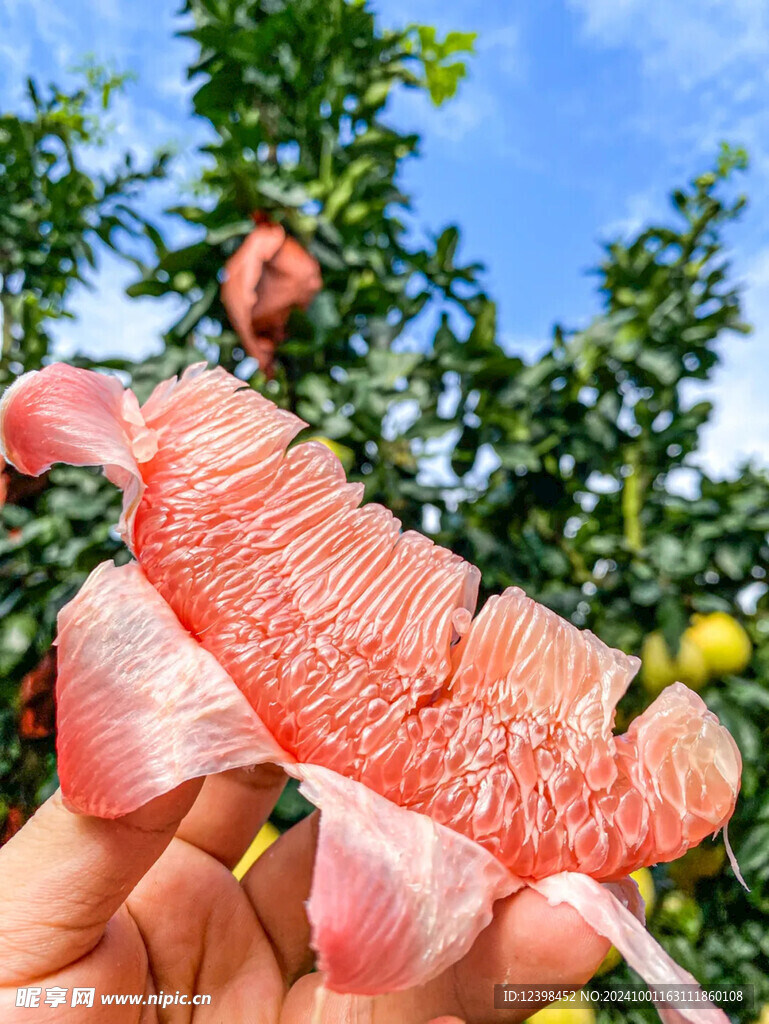 柚子
