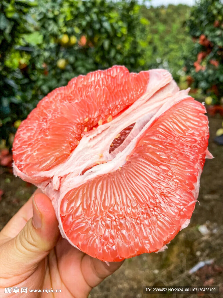 红心蜜柚