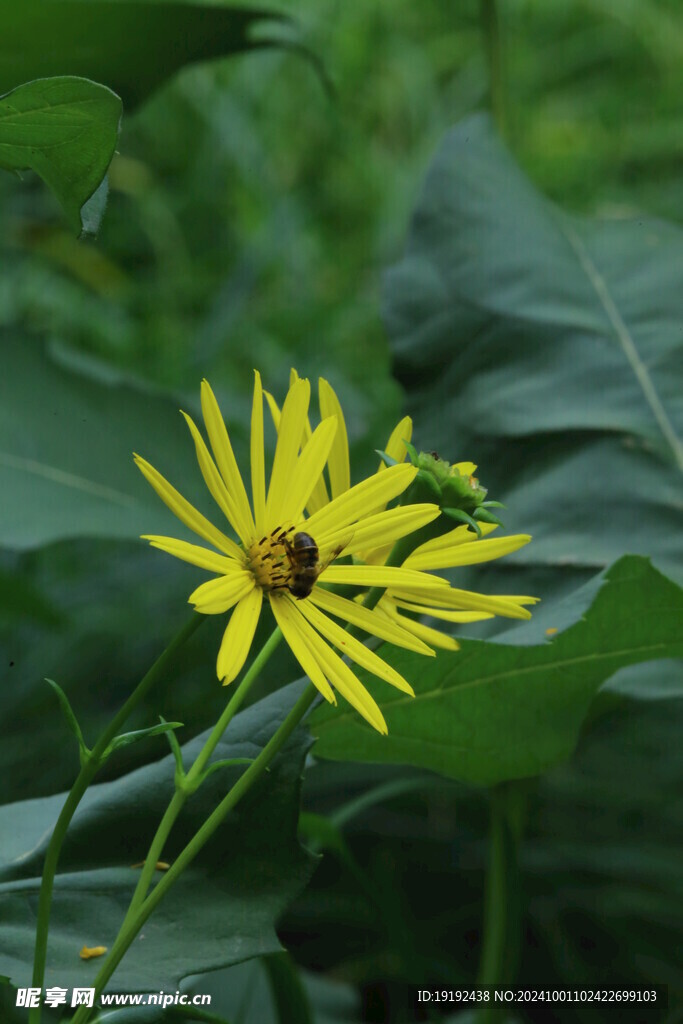 串叶松香草  