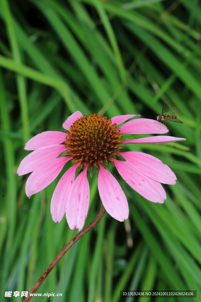 松果菊  