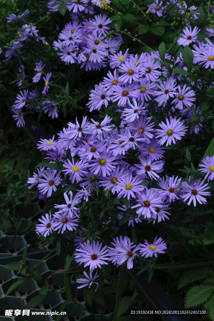 紫菀 