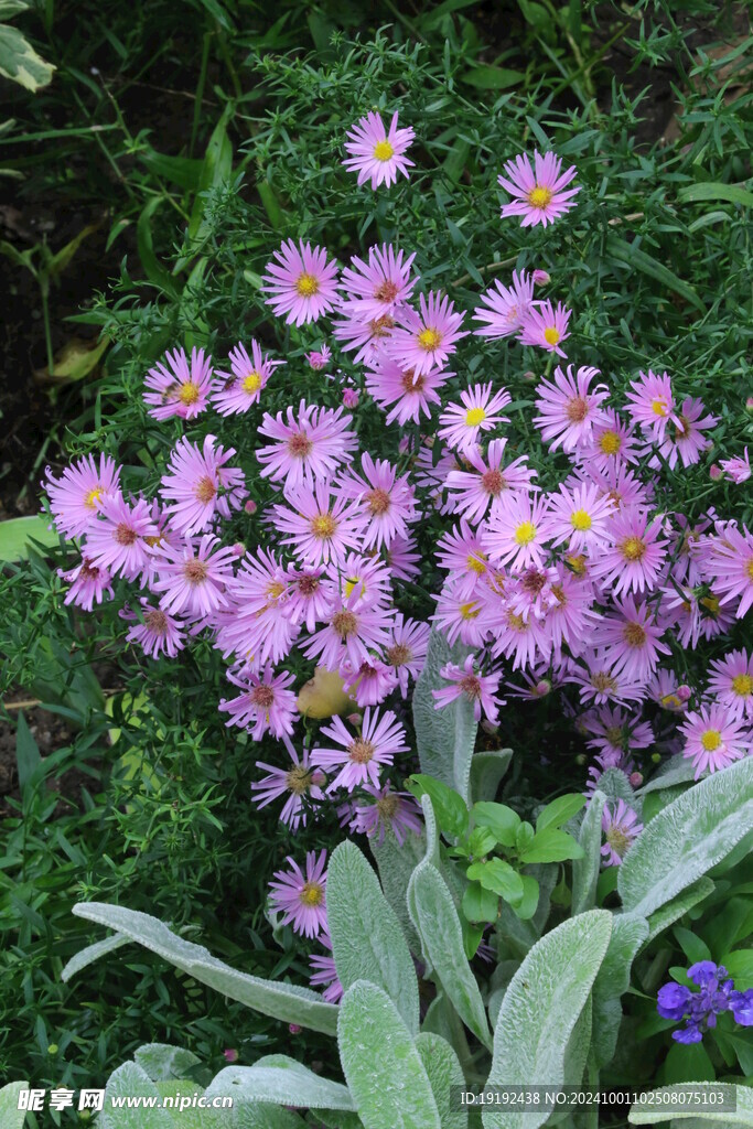 紫菀  