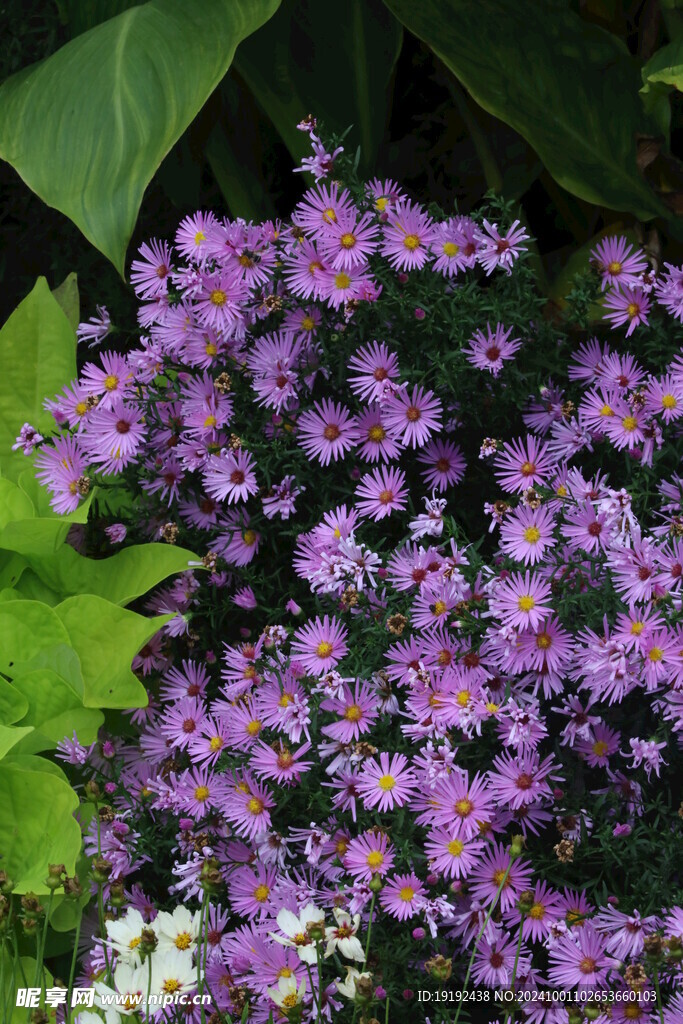 紫菀  