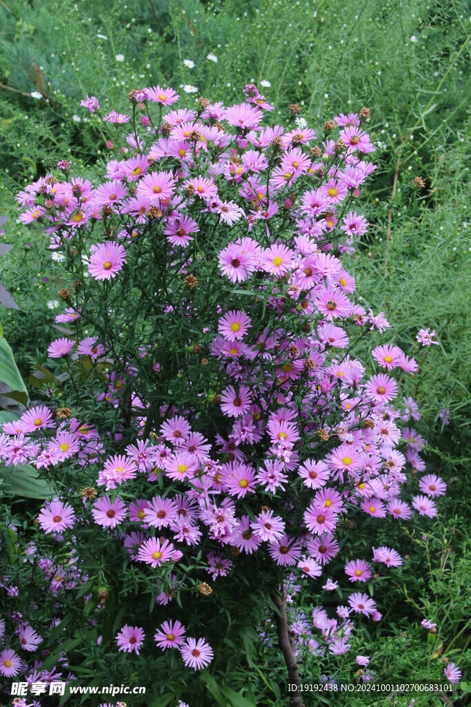 紫菀 