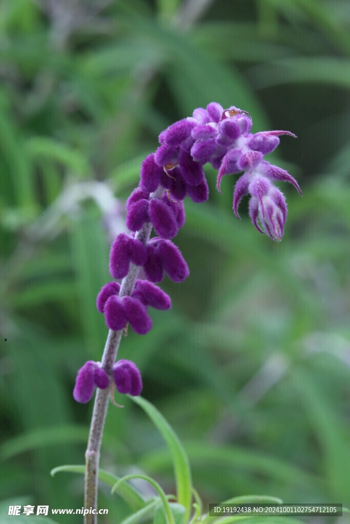 鼠尾草 