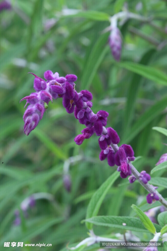 鼠尾草 