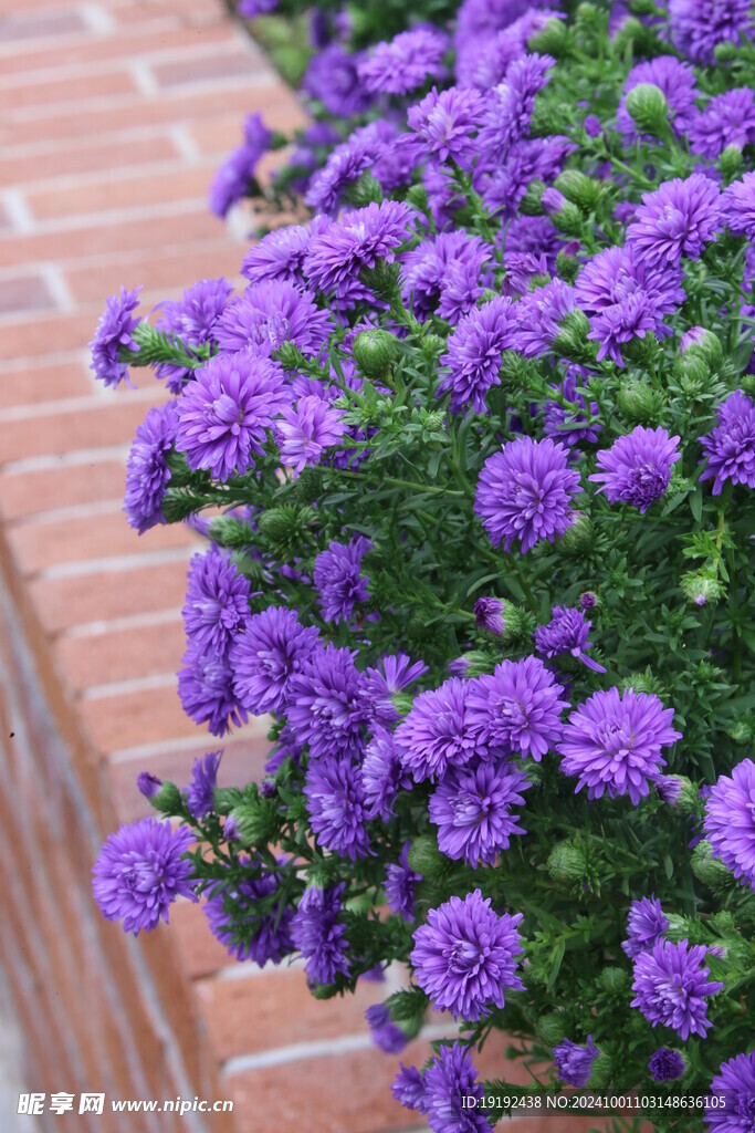 紫菀 