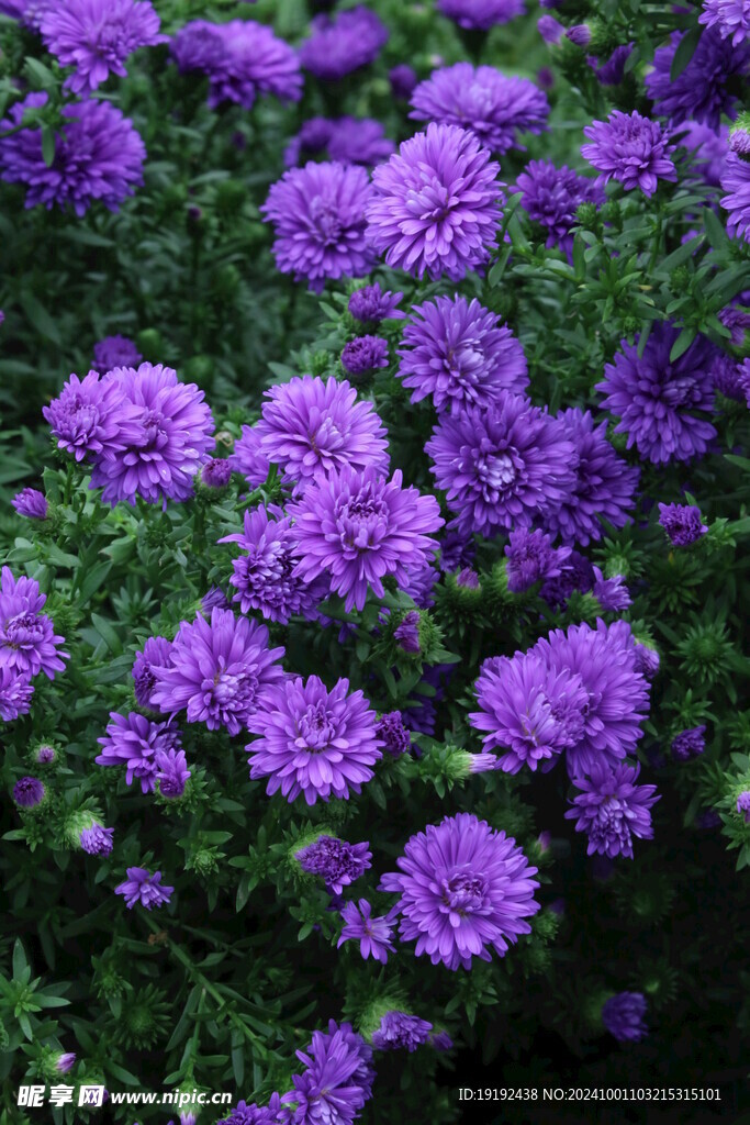 紫菀  