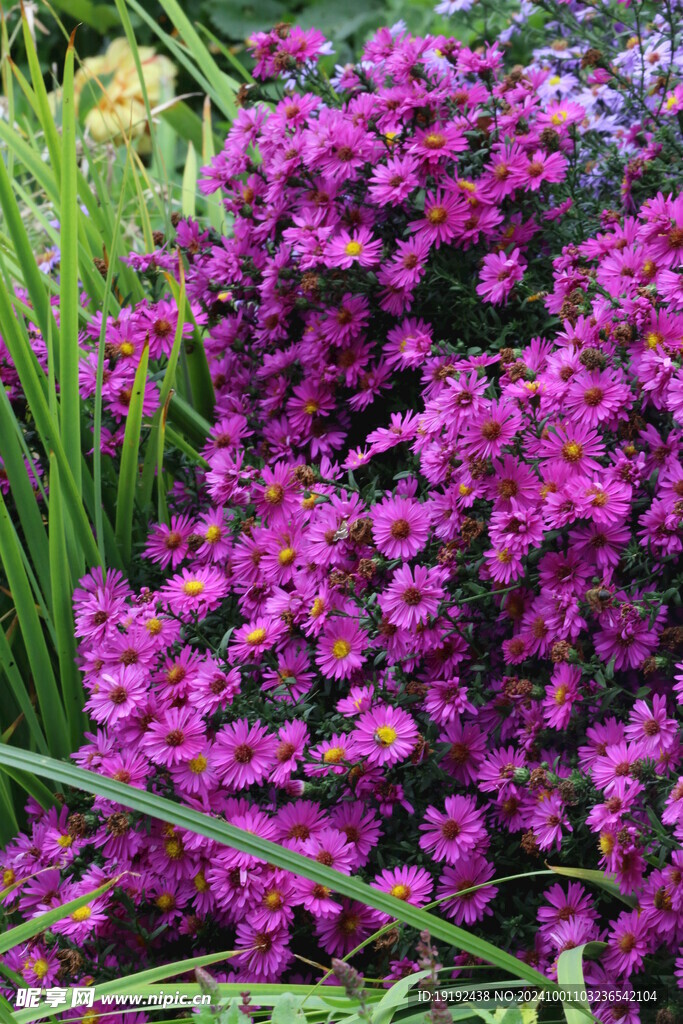 紫菀  