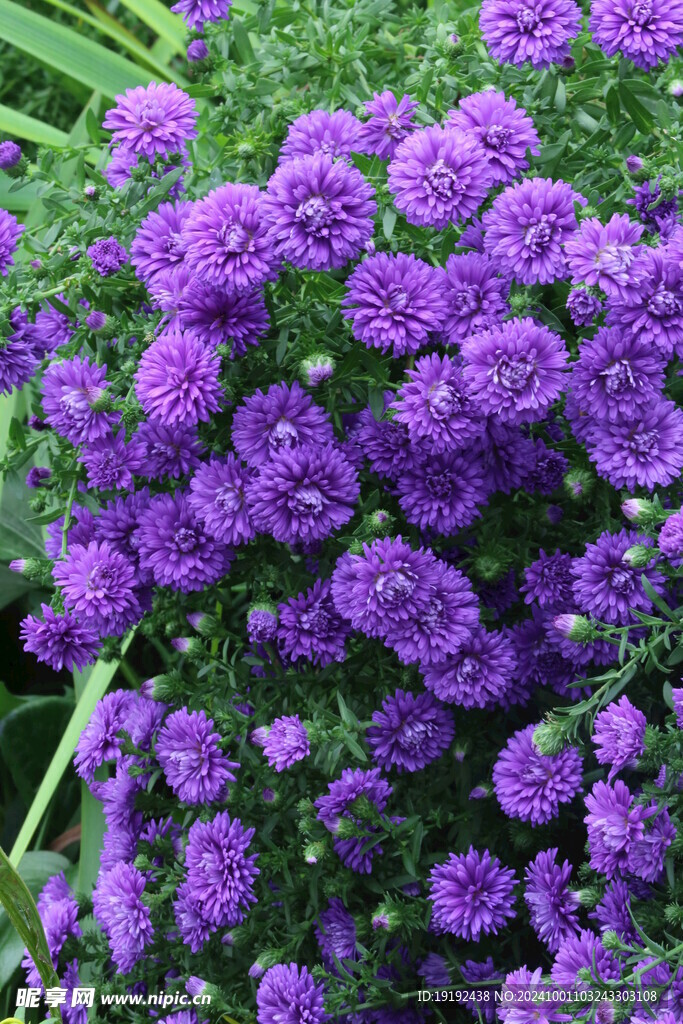 紫菀 