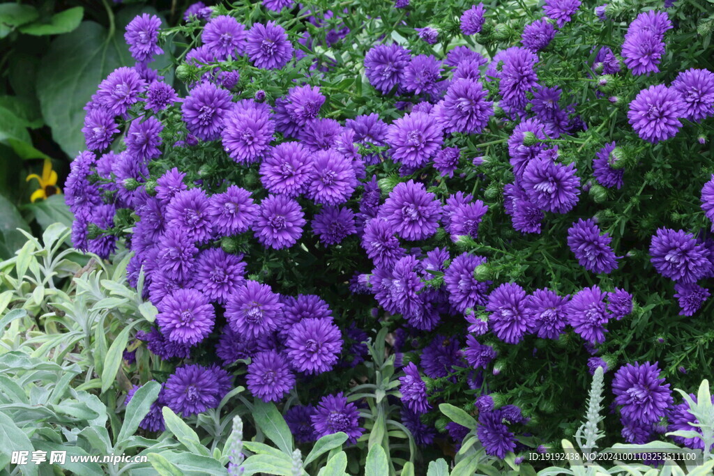 紫菀  