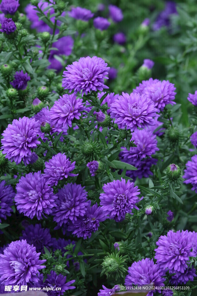 紫菀  