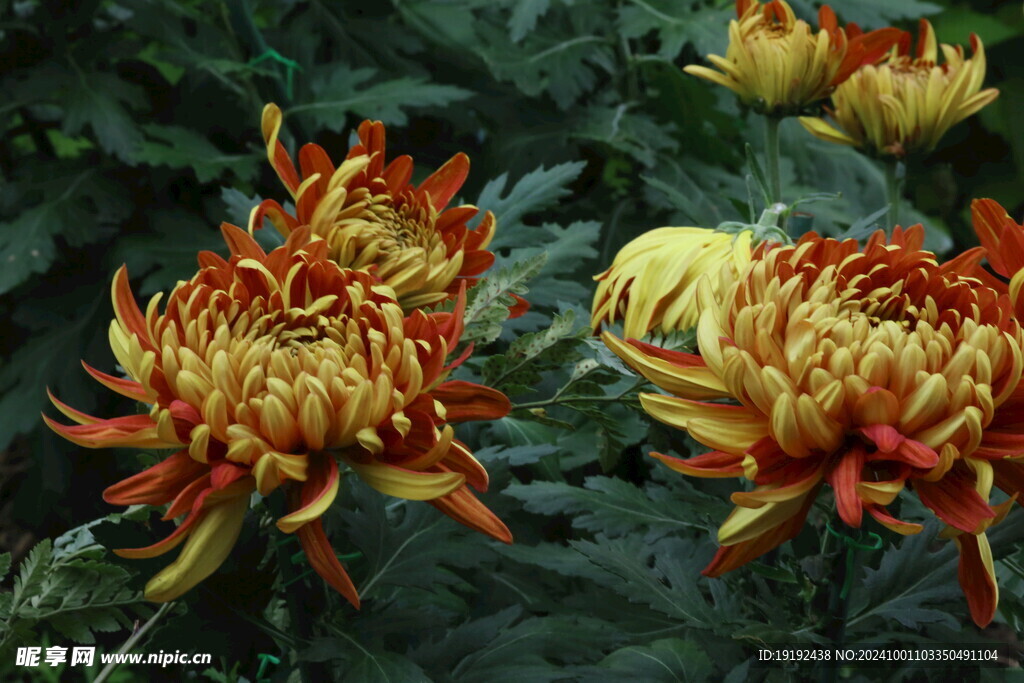 菊花  