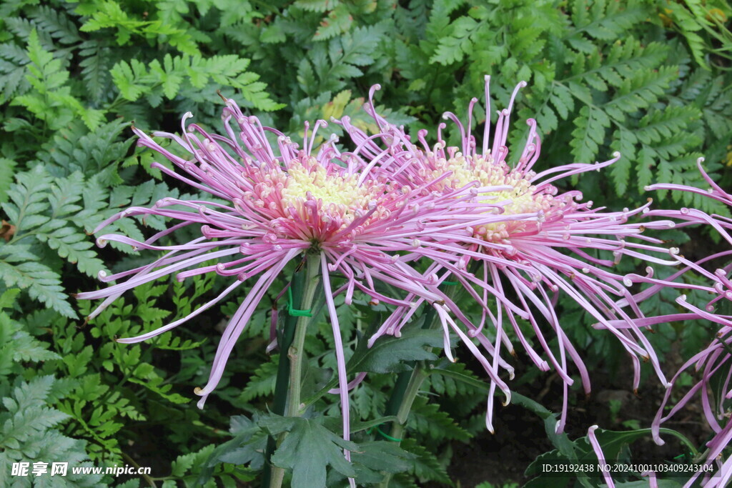 菊花  