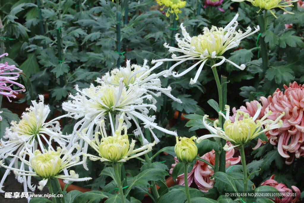 菊花  