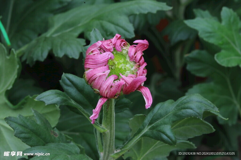 菊花  