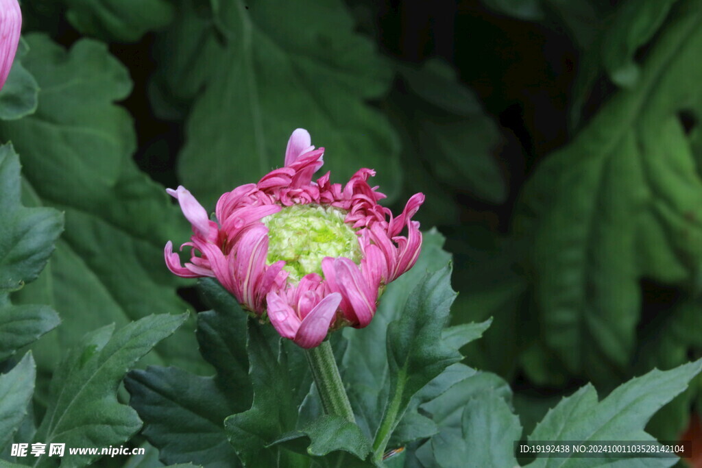 菊花  