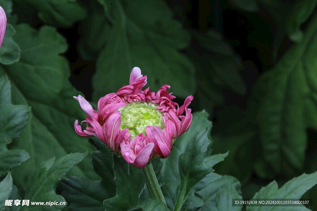 菊花 