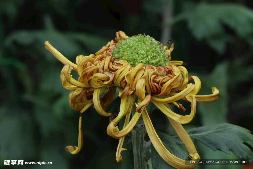 菊花 