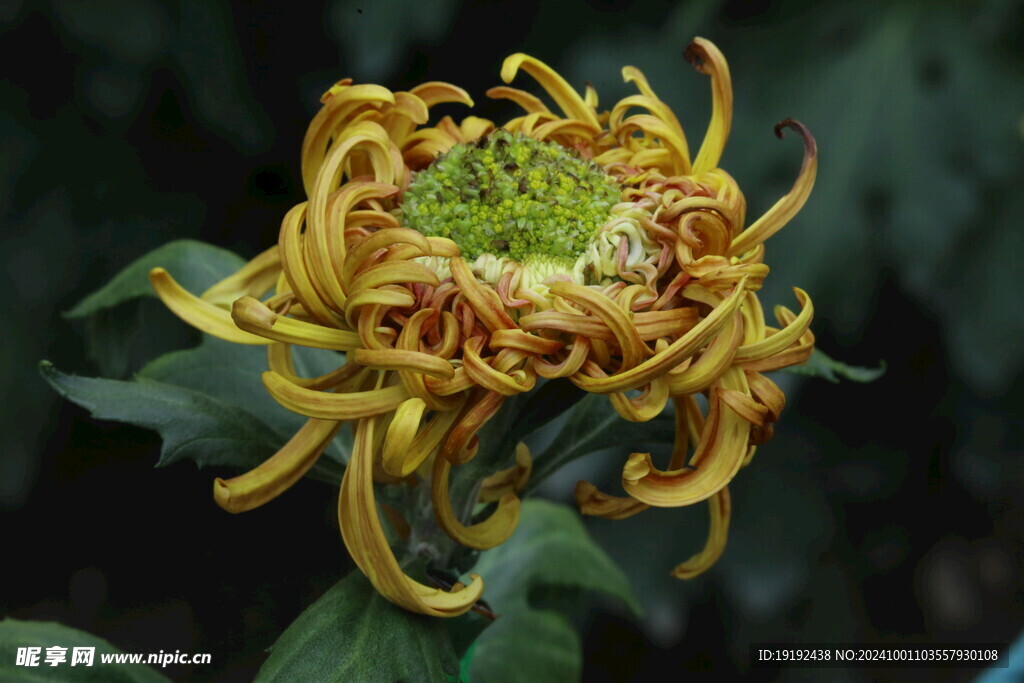 菊花 