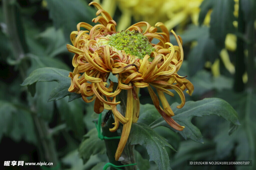 菊花 
